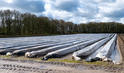 Agriculture in Netherlands, white asparagus fields covered with plastic film in spring, landscape...