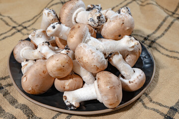 Organic Brown champignons mushrooms from underground caves in Kanne, Belgium, close up