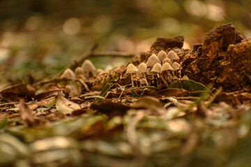 fungi, fungus in the floor with oniric magical image, in the woods