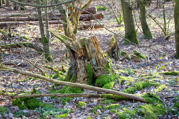 lush green moss grows on a large tree trunk