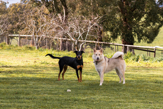 two dog playing