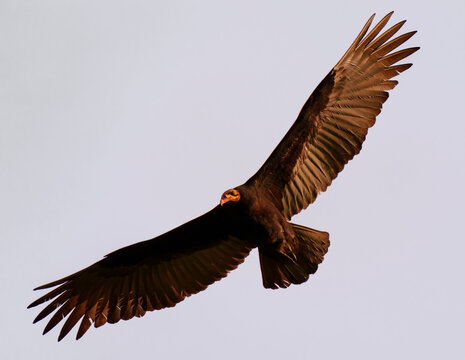 Full body picture of a turkey volture, jote cabeza colorada, Cathartes aura