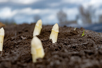 New spring season of white asparagus vegetable on field ready to harvest, white heads of asparagus growing up from the ground on farm