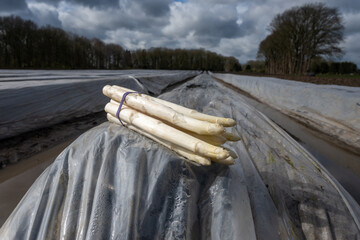 New harvest of white asparagus in Netherlands, bunch of picked asparagus and field covered with...