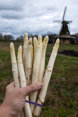 Bunch of fresh harvested white asparagus and traditional Dutch wind mill on background, North Brabant, Netherlands