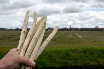 Bunch of fresh harvested white asparagus and asparagus field on background, North Brabant, Netherlands