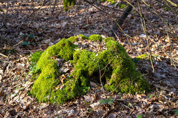 lush green moss grows on a large tree trunk