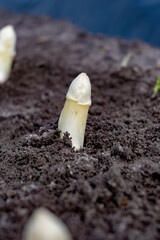 New spring season of white asparagus vegetable on field ready to harvest, white heads of asparagus growing up from the ground on farm - obrazy, fototapety, plakaty