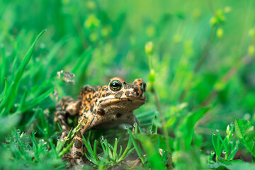 frog in the grass