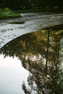 Trees reflected in a large puddle.