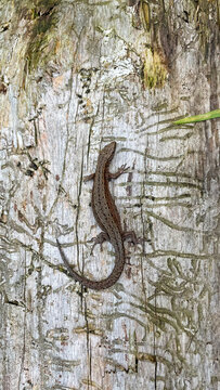 Viviparous lizard on dead tree