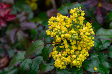 Obraz premium Berberine or Chinese Barberry (Berberis sp.), shrub with small yellow flowers, covered with raindrops
