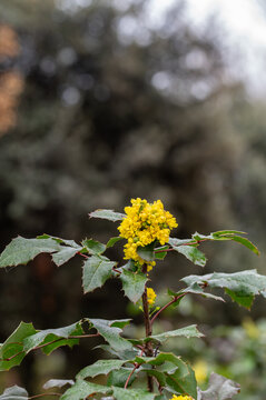 Berberine or Chinese Barberry (Berberis sp.), shrub with small yellow flowers, covered with raindrops