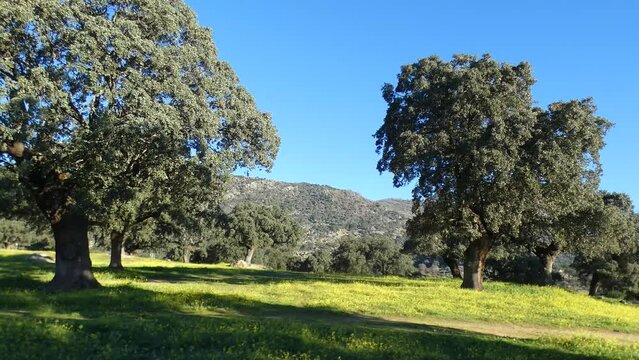 Blooming flowers with oaks on a blue sky in the Extremaduran pasture. Meadows with trees and flowers in Extremadura in the center of Spain in a sunny day