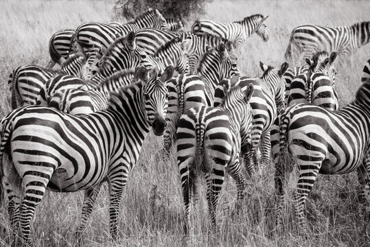 Black and white striped of zebras