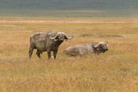 
Buffaloes in the savanna