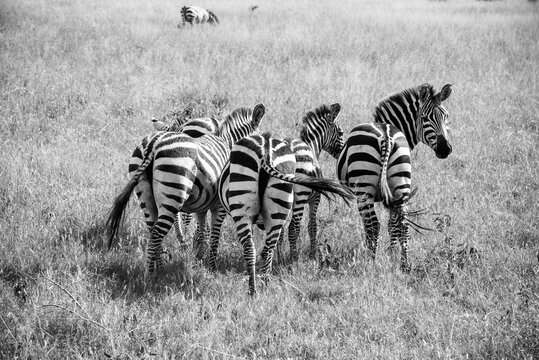 Black and white striped of zebras