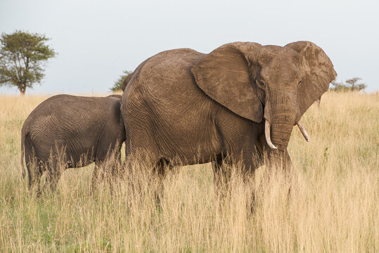 
Elephants in the savanna