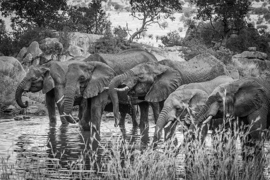 Black and white Picture of a group of elephants bathing and drinking 