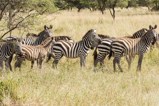 Herd Of Zebra
