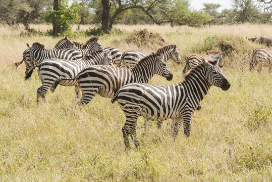 Herd Of Zebra