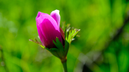 Close-up of a pink anemone flower bud alone on the mountain