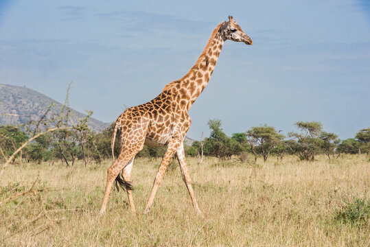 A giraffe in Tanzania