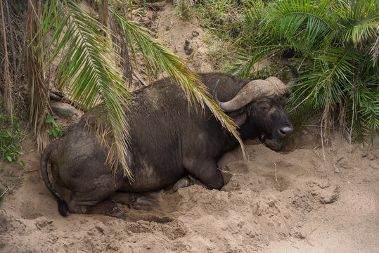 
Buffalo lying on the bank of a river