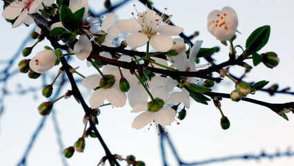 blossom in spring