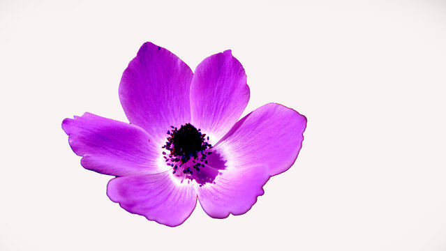 A pink anemone flower on white background