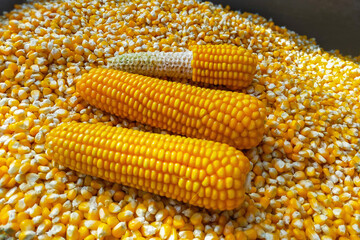 Harvested corn grown on its plot in natural conditions. Organically useful ingredients for vegetarianism, a symbol of fruitful work of the farm