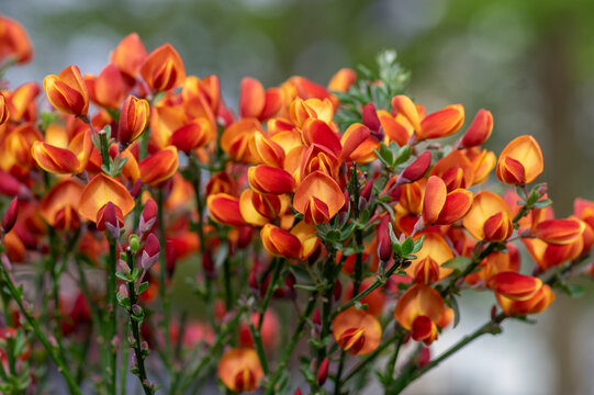 Cytisus scoparius lena ornamental flowers in bloom, yellow red orange bright color flowering plant