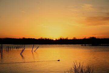 Sunset on the lake with duck gliding across