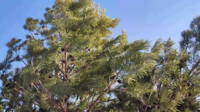 pine branches swaying in the wind