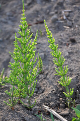 Horsetail field (Equisetum arvense) grows in nature.