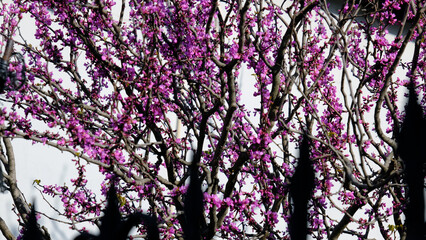 Spring branches with pink flowers