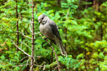 Canada kay bird hanging on a branch