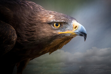 Intense Gaze of a Majestic Eagle Close-Up