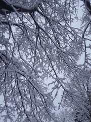 Obraz premium Trees covered in snow