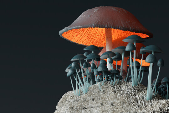 many Psilocybe Mushrooms