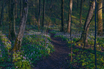 Fototapeta premium Violet and blue fumewort flowers in apring forest in Kyiv, Ukraine