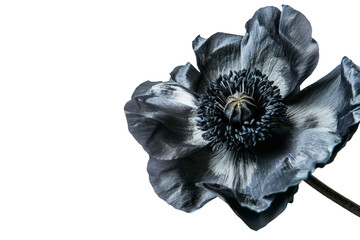 An image of a Black Flower