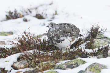 Rock ptarmigan walking and looking for food on cold autumn day with fresh snow in the mountains of Urho Kekkonen National Park, Northern Finland	