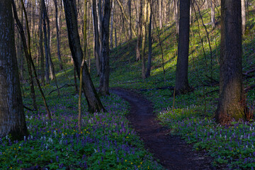 Violet and blue fumewort flowers in apring forest in Kyiv, Ukraine