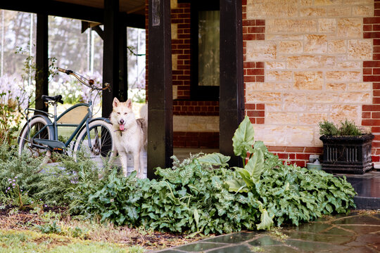 dog in front of house