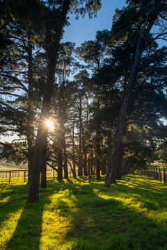 sun shining through pine trees