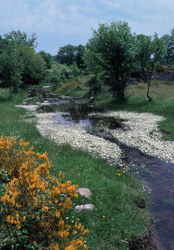 stream in the forest, Buttercups, Ranunculus aquatilis Badde Salighe Forest - Ortakis - Mularza Noa. Bolotana, Sassari, Sardinia