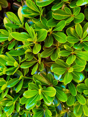 many bright green leaves of an ornamental bush, natural light, big card, no people, daytime