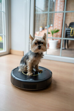 dog sitting on Robot Vacuum Cleaning