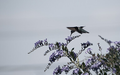 Colibrí bebé alimentándose  © Citlali Herrera